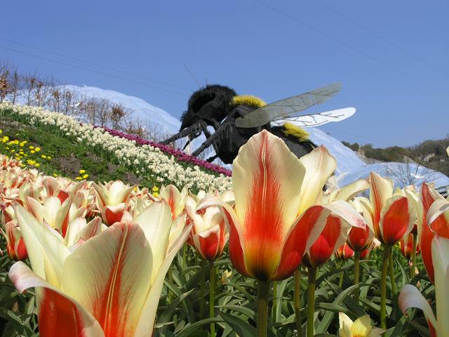 eden project				